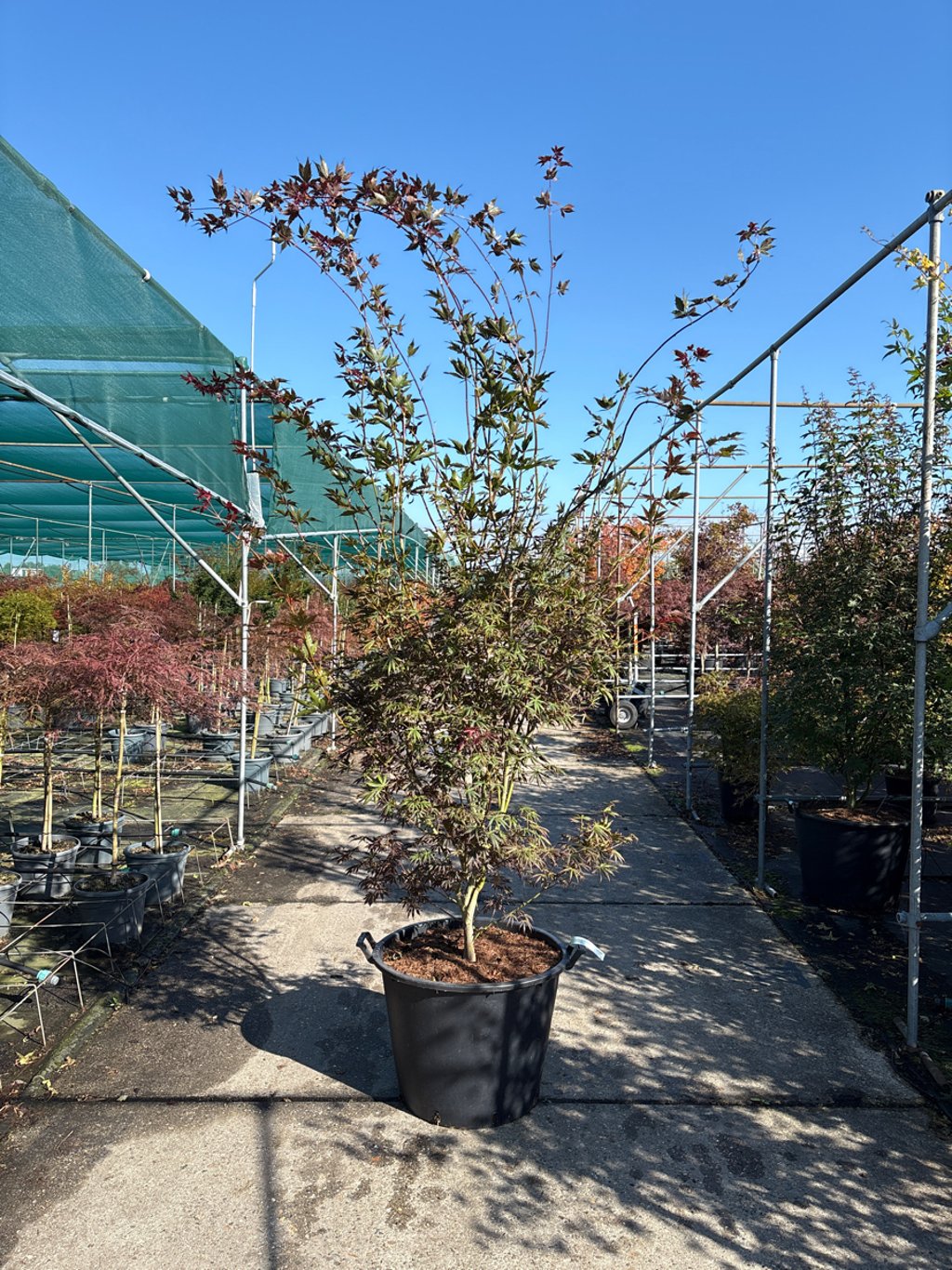 Acer pal. 'Trompenburg' - 250-300 CM in Cont.